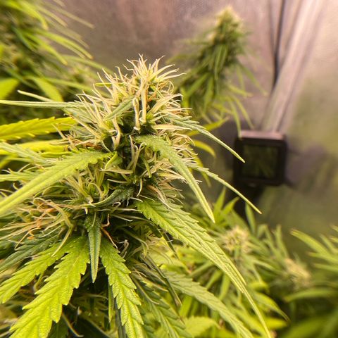 Ciclo #01 Prenseed #1 growlog timeline photo