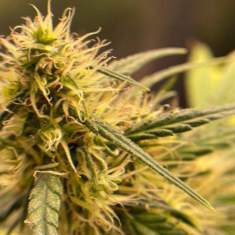 Ciclo #01 Prenseed #1 growlog timeline photo