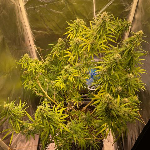 Ciclo #01 Prenseed #1 growlog photo: As plantas foram separadas pra melhorar ventilação e umidade. 