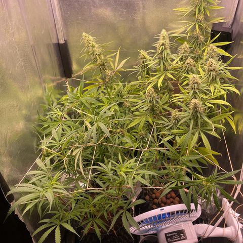 Ciclo #01 Prenseed #1 growlog photo: As plantas foram separadas pra melhorar ventilação e umidade. 