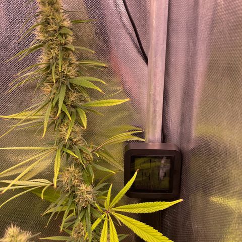 Ciclo #01 Prenseed #1 growlog photo: As plantas foram separadas pra melhorar ventilação e umidade. 