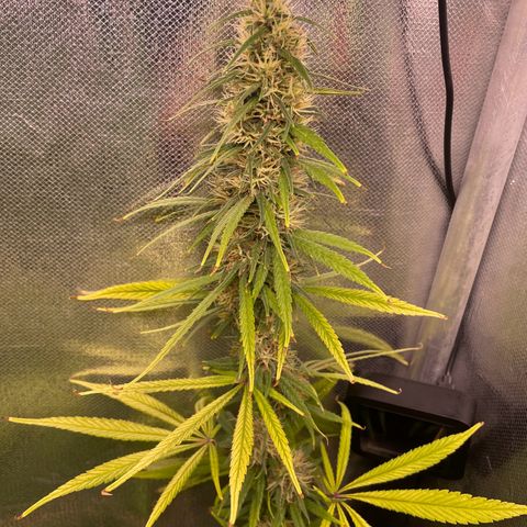 Ciclo #01 Prenseed #1 growlog photo: Plantas se adaptando bem ao aumento de espaço e ao flush e engordando apesar de algumas folhas ainda amarelando e caindo de um modo geral estão mais verdes. 