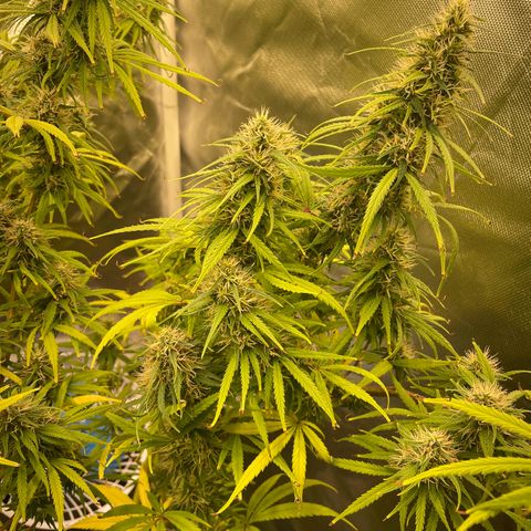 Ciclo #01 Prenseed #1 growlog photo: Plantas se adaptando bem ao aumento de espaço e ao flush e engordando apesar de algumas folhas ainda amarelando e caindo de um modo geral estão mais verdes. 