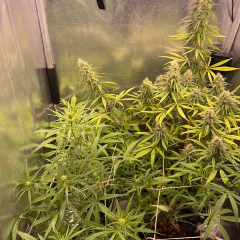 Ciclo #01 Prenseed #1 growlog photo: Plantas se adaptando bem ao aumento de espaço e ao flush e engordando apesar de algumas folhas ainda amarelando e caindo de um modo geral estão mais verdes. 