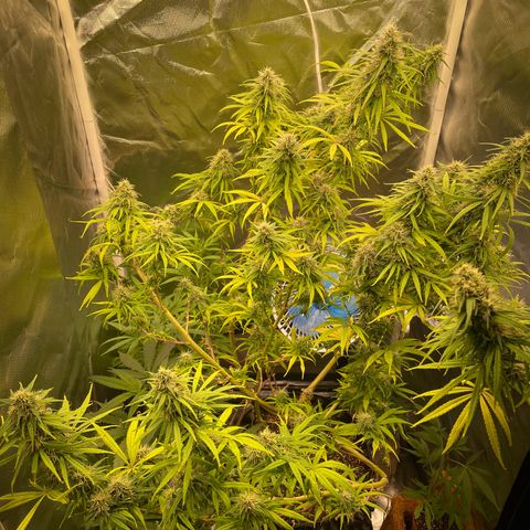 Ciclo #01 Prenseed #1 growlog photo: Plantas se adaptando bem ao aumento de espaço e ao flush e engordando apesar de algumas folhas ainda amarelando e caindo de um modo geral estão mais verdes. 