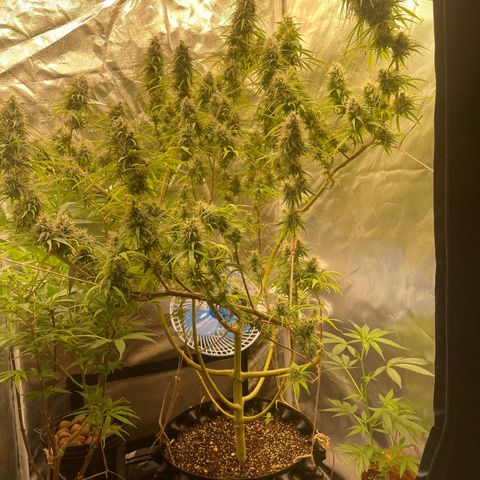 Ciclo #01 Prenseed #1 growlog photo: Plantas perdendo ainda as fan leaves mas parecem estar amadurecendo bem. Cessou a queimadura na ponta das folhas após o flush.
A planta nos 240w parece mais madura e desenvolvida que a que está nos 150w. Apesar do menor tamanho e número de buds