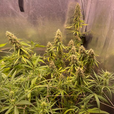 Ciclo #01 Prenseed #1 growlog photo: Plantas perdendo ainda as fan leaves mas parecem estar amadurecendo bem. Cessou a queimadura na ponta das folhas após o flush.
A planta nos 240w parece mais madura e desenvolvida que a que está nos 150w. Apesar do menor tamanho e número de buds