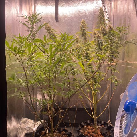 Ciclo #01 Prenseed #1 growlog photo: Plantas perdendo ainda as fan leaves mas parecem estar amadurecendo bem. Cessou a queimadura na ponta das folhas após o flush.
A planta nos 240w parece mais madura e desenvolvida que a que está nos 150w. Apesar do menor tamanho e número de buds