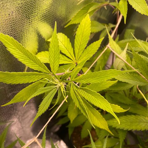 Ciclo #03 Skunk Genérica  growlog photo: Parece que temos uma fêmea! 🎉