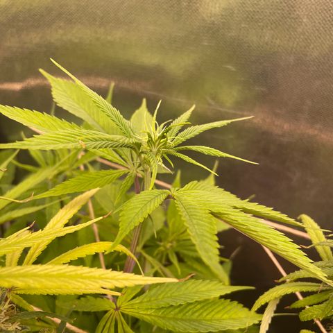 Ciclo #03 Skunk Genérica  growlog photo: Parece que temos uma fêmea! 🎉