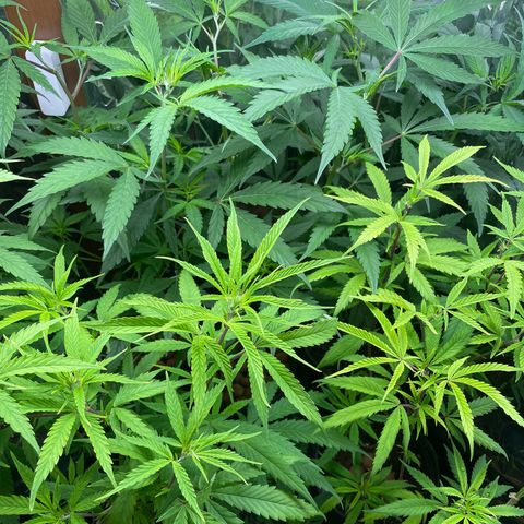 Ciclo #02 Clones growlog timeline photo