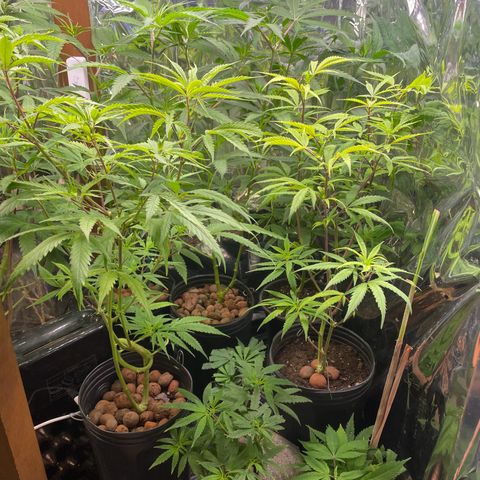Ciclo #02 Clones growlog timeline photo