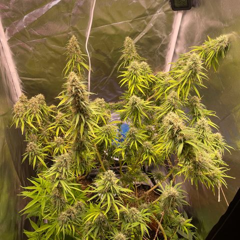 Ciclo #01 Prenseed #1 growlog photo: Foi necessário juntar novamente as plantas devido a queima de uma lâmpada da Vega. 
Foi feito uma reorganização e virado todas as plantas e clones para floração. 