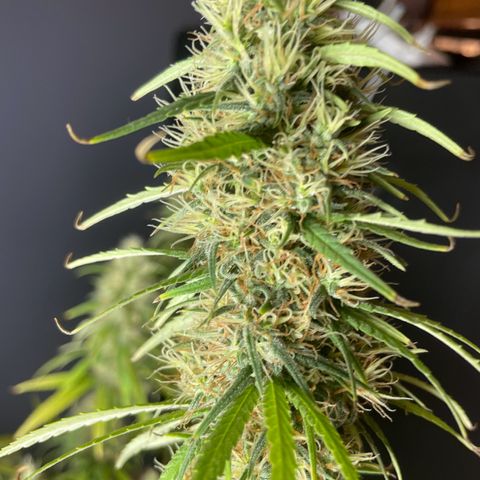 Ciclo #01 Prenseed #1 growlog photo: Foi necessário juntar novamente as plantas devido a queima de uma lâmpada da Vega. 
Foi feito uma reorganização e virado todas as plantas e clones para floração. 