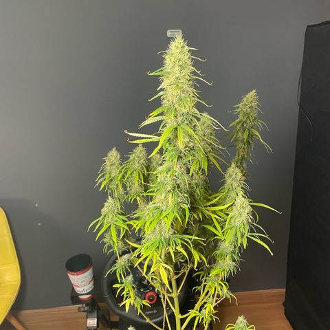 Ciclo #01 Prenseed #1 growlog photo: Foi necessário juntar novamente as plantas devido a queima de uma lâmpada da Vega. 
Foi feito uma reorganização e virado todas as plantas e clones para floração. 