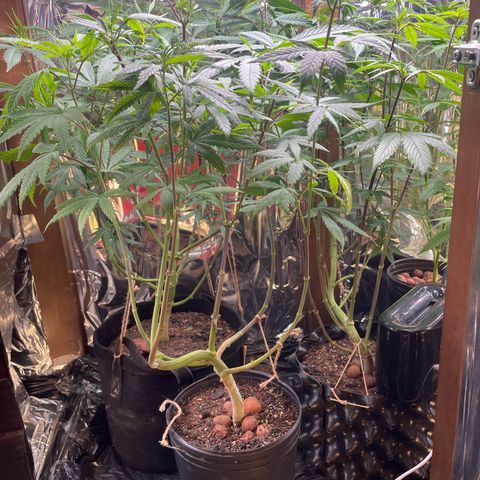 Ciclo #03 Skunk Genérica  growlog timeline photo