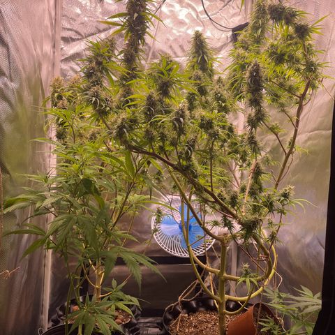 Ciclo #01 Prenseed #1 growlog photo: Foi necessário juntar novamente as plantas devido a queima de uma lâmpada da Vega. 
Foi feito uma reorganização e virado todas as plantas e clones para floração. 