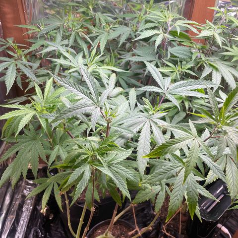 Ciclo #03 Skunk Genérica  growlog timeline photo