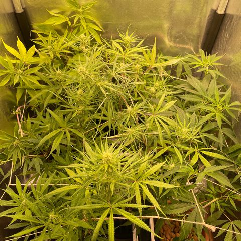Ciclo #02 Clones growlog timeline photo