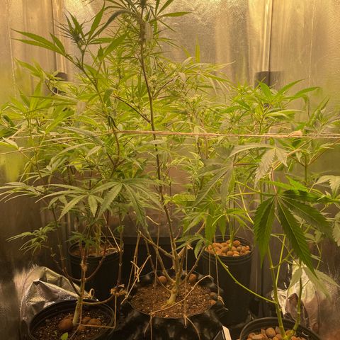 Ciclo #02 Clones growlog timeline photo