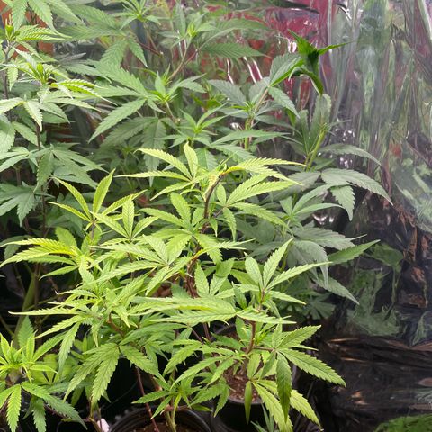 Ciclo #02 Clones growlog timeline photo