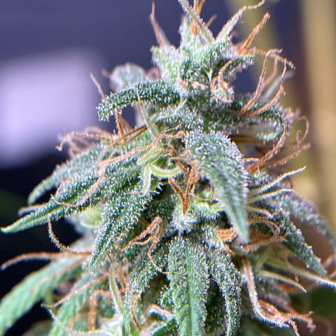 Ciclo #01 Prenseed #1 growlog photo: Planta Menor mais adiantada apesar dos buds não estarem tão gordos. 
