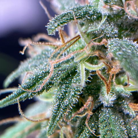 Ciclo #01 Prenseed #1 growlog photo: Planta Menor mais adiantada apesar dos buds não estarem tão gordos. 
