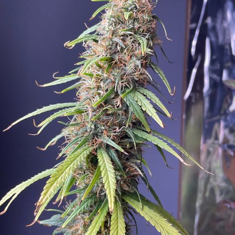 Ciclo #01 Prenseed #1 growlog photo: Planta Menor mais adiantada apesar dos buds não estarem tão gordos. 
