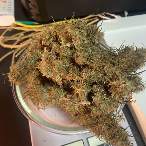 Ciclo #01 Prenseed #1 growlog photo: 40g já secas. Produção de uma planta em vaso de 9L com solo misto. 