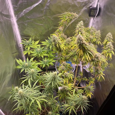 Ciclo #01 Prenseed #1 growlog photo: Segunda planta ainda irá precisar de uma ou duas semanas de floração. 
Possivelmente teve um atraso devido ao acidente com o caule. 