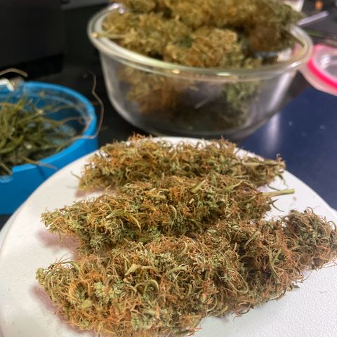 Ciclo #01 Prenseed #1 growlog timeline photo