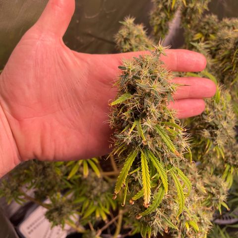 Ciclo #01 Prenseed #1 growlog timeline photo