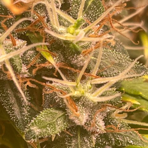 Ciclo #01 Prenseed #1 growlog timeline photo