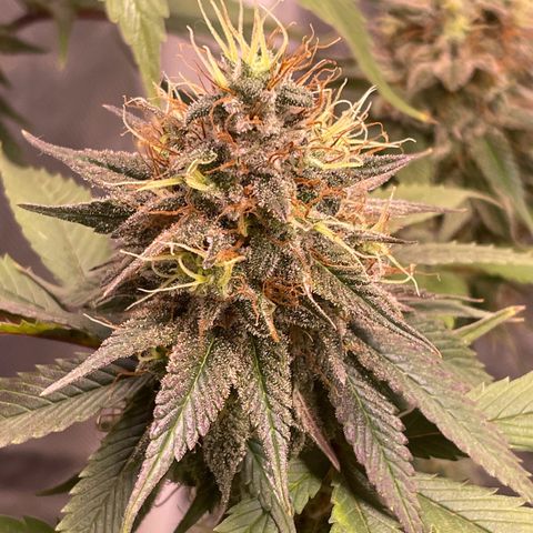 Ciclo #03 Skunk Genérica  growlog photo: Planta #01 (de 5 foram 3 machos) se desenvolvendo muito bem apesar do vaso de apenas 2,5L

Genética muito boa com planta resinada. Infelizmente tirei muitos machos dessas sementes. Acabei descartando os clones.
Vou tentar revegetar ela talvez.