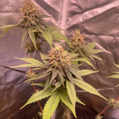 Ciclo #03 Skunk Genérica  growlog photo: Planta #01 (de 5 foram 3 machos) se desenvolvendo muito bem apesar do vaso de apenas 2,5L

Genética muito boa com planta resinada. Infelizmente tirei muitos machos dessas sementes. Acabei descartando os clones.
Vou tentar revegetar ela talvez.