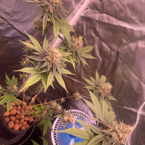 Ciclo #03 Skunk Genérica  growlog photo: Planta #01 (de 5 foram 3 machos) se desenvolvendo muito bem apesar do vaso de apenas 2,5L

Genética muito boa com planta resinada. Infelizmente tirei muitos machos dessas sementes. Acabei descartando os clones.
Vou tentar revegetar ela talvez.