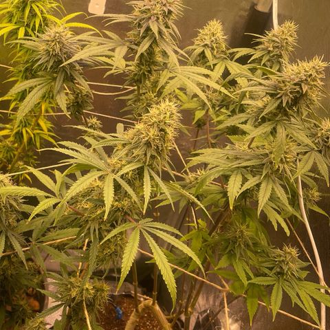 Ciclo #03 Skunk Genérica  growlog photo: Planta #02 também parece estar se desenvolvendo e resinando bem, apesar de ter sofrido ataque de lagarta ela se recuperou e ficou bem ramificada devido a “poda” feita por elas.
Os buds estão bem formados e muitas cabeças, mas parece que não vão crescer muito. 
Vaso de apenas 6L. 