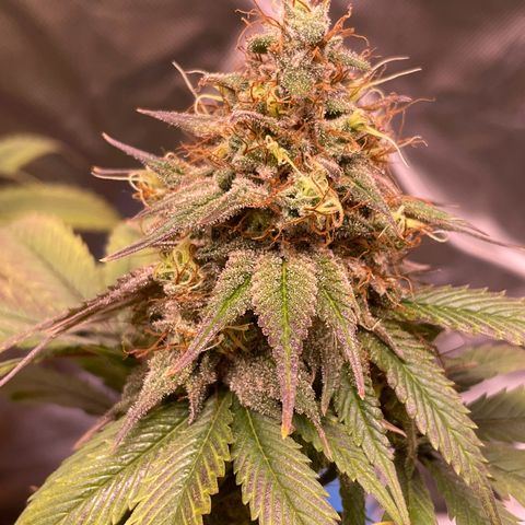 Ciclo #03 Skunk Genérica  growlog timeline photo