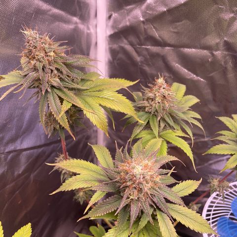 Ciclo #03 Skunk Genérica  growlog timeline photo