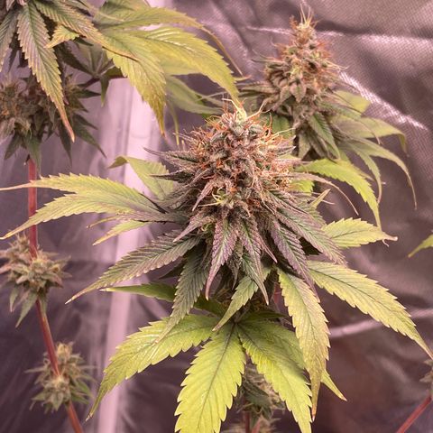 Ciclo #03 Skunk Genérica  growlog timeline photo