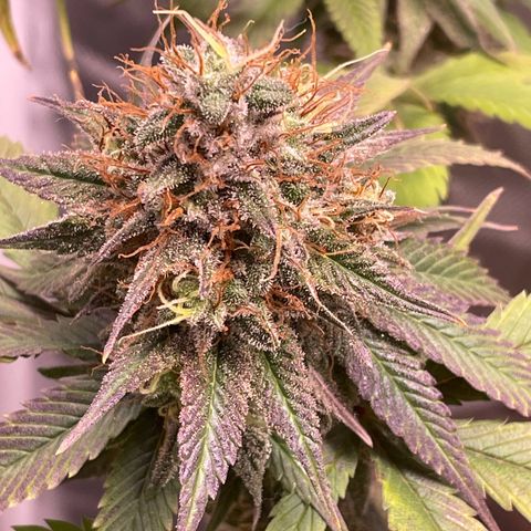 Ciclo #03 Skunk Genérica  growlog timeline photo