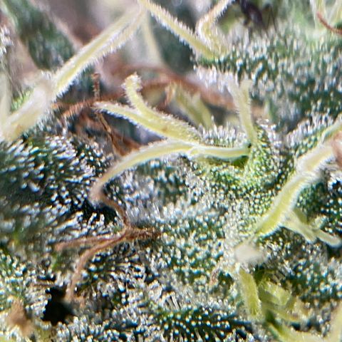 Ciclo #03 Skunk Genérica  growlog timeline photo