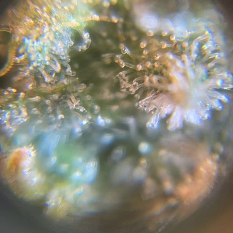 Ciclo #03 Skunk Genérica  growlog timeline photo