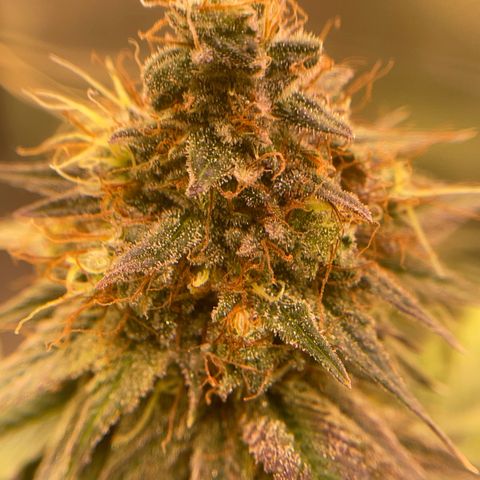 Ciclo #03 Skunk Genérica  growlog timeline photo