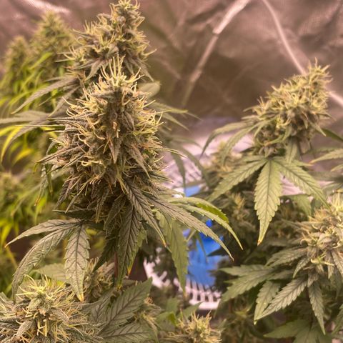 Ciclo #03 Skunk Genérica  growlog timeline photo