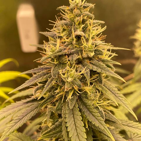 Ciclo #03 Skunk Genérica  growlog timeline photo