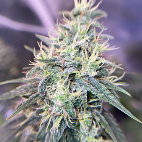 Ciclo #03 Skunk Genérica  growlog timeline photo