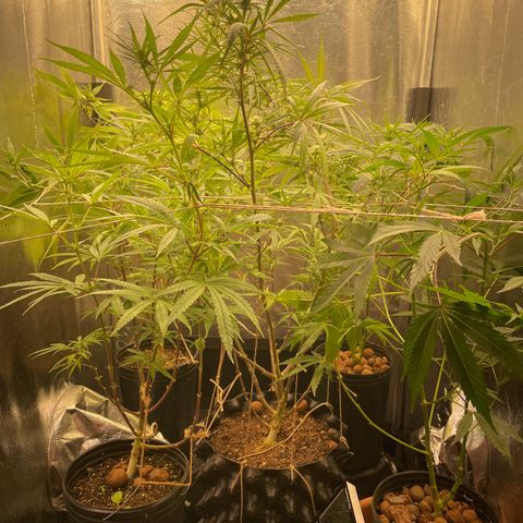 Ciclo #02 Clones growlog timeline photo