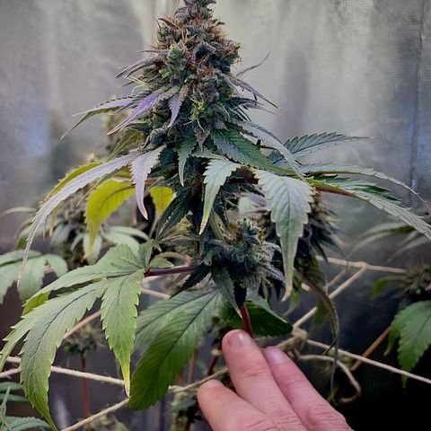Ciclo #03 Skunk Genérica  growlog timeline photo