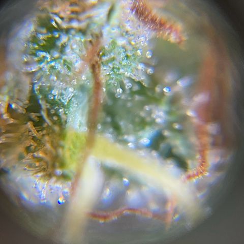 Ciclo #03 Skunk Genérica  growlog timeline photo